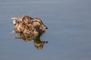Female mallard duck with reflection in clean water. Waterfowl bird close up.  Anas platyrhynchos
