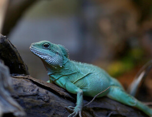 iguana on a tree