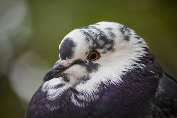 pigeon close up