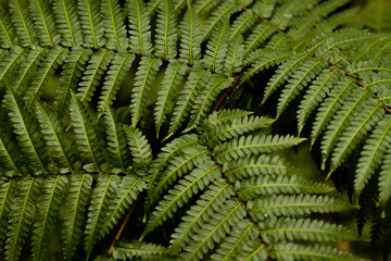 【テクスチャ】シダ植物の背景【植物】