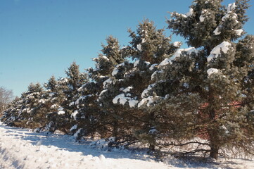 Line of Evergreens with Snow on Limbs