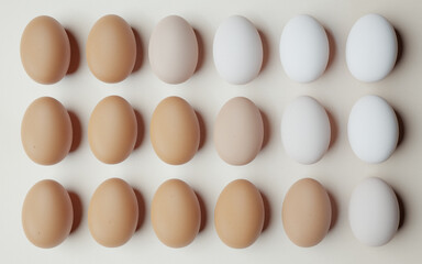 chicken eggs aligned and ordered from darkest to lightest