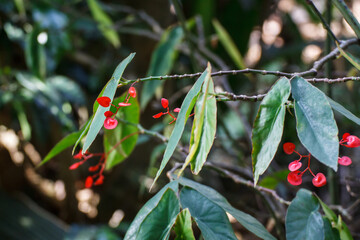 Begonia maculata Raddi