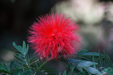Surinamese stickpea red flower