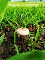 mushrooms in the grass