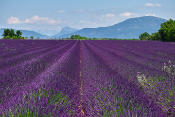 Fototapeta na wymiar lavender fields of provence 