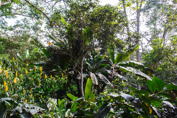 Wild tropical forest  in Eastern Cordillera (Cordillera Oriental), Colombia.