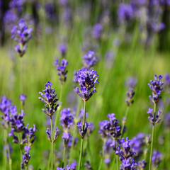 lavender flowers in the field