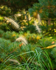 Fototapeta premium Summer Grass