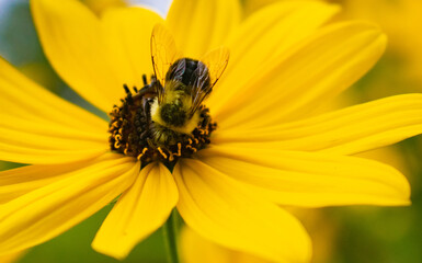 bee on yellow flower