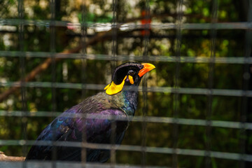 Closeup of Common Hill Myna bird inside birdcage at zoo in Lembang, Bandung, West Java, Indonesia