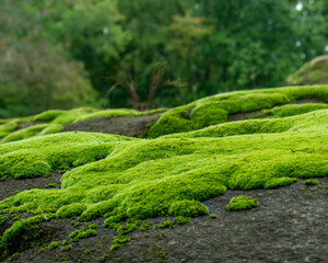 Naklejka na ściany i meble green moss on the stone