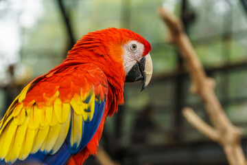 Beautiful Scarlet Macaw bird at zoo in Lembang Park and Zoo, Bandung, West Java, Indonesia. Closeup shot