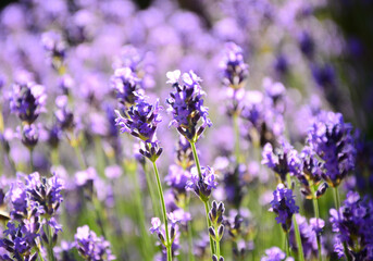 field of lavender