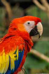 Beautiful Scarlet Macaw bird at zoo in Lembang Park and Zoo, Bandung, West Java, Indonesia. Closeup shot