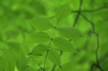 Fototapeta na wymiar Close-up Of Plants