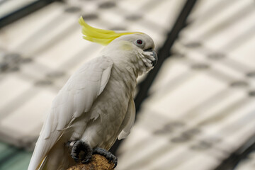 Closeup of yellow-crested cockatoo bird inside the zoo in Lembang, Bandung, West Java, Indonesia.