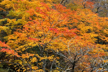 Fototapeta premium 剣山 色づく山 紅葉 （徳島県）
