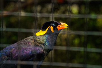 Closeup of Common Hill Myna bird inside birdcage at zoo in Lembang, Bandung, West Java, Indonesia