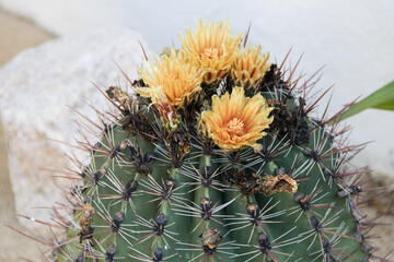 Flores amarillas en un cactus del desierto