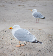 Two Seagulls standing on the sand of the beach