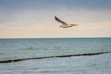 Fototapeta na wymiar Seagull flying over the sea at sunset