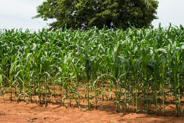 Zea mays - corn plantations at rural area. Brazilian agro industry