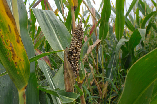 Harvest Damage Due To Pest Infestation In The Maize Field