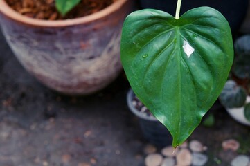 A leaf of exotic tropical in flowerpot . Lush foliage, greenery in paradise garden. Abstract natural dark green