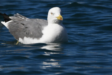 GAVIOTA