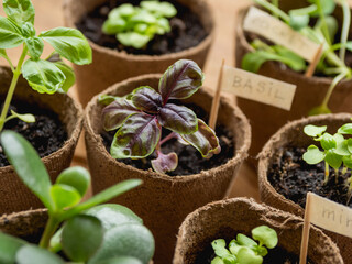 Basil seedlings in biodegradable pots on wooden table. Green plants in peat pots. Baby plants sowing in small pots. Agricultural seedlings of mint and rocket.