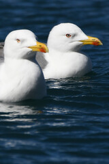 GAVIOTA