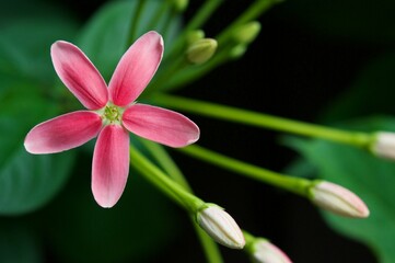 Combretum indicum(L.)DeFillipps or Quisqualis indica L.family COMBRETACEAE . Sweet flowers a bouquet , close up photo. Flower with fragrance all day . Quisqualis indica also known as the Chinese honey