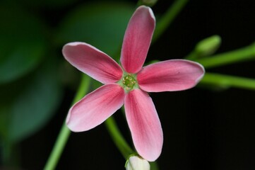 Fototapeta premium Combretum indicum(L.)DeFillipps or Quisqualis indica L.family COMBRETACEAE . Sweet flowers a bouquet , close up photo. Flower with fragrance all day . Quisqualis indica also known as the Chinese honey