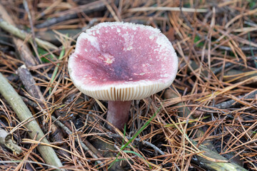 Purple Brittle gill mushroom with fading fruitbody, towards the cap rims