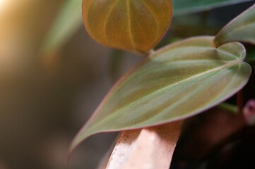 A leaf of exotic tropical in flowerpot . Lush foliage, greenery in paradise garden. Abstract natural dark green