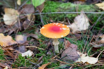 Agaric mushroom (Amanita muscaria var. aureola)