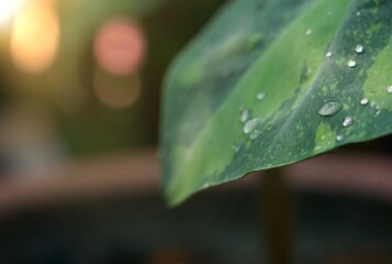 Closeup of raindrops on a variegated leaf. Alocasia odora, Selective focus.