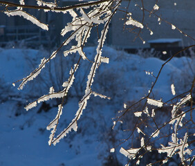 Frost on the branches of plants and trees.
The freezing moisture of the fog settles on the branches of trees and plants.

