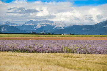 field of lavender end mountains