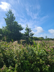 Guernsey Channel Islands, Le Grand Pre Nature Reserve