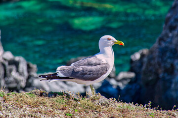 Seagull Scanning the Sea at Port Coton - 410755316
