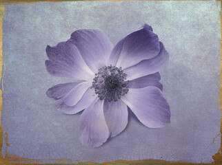 Beautiful violet blue anemone flower, isolated on a vintage background with golden frame
