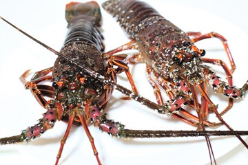 お祝いに伊勢海老をいただいた