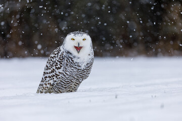 Snowy owl, Bubo scandiacus, perched in snow during snowfall. Arctic owl with open beak while hooting song. Beautiful white polar bird with yellow eyes. Winter in wild nature habitat.