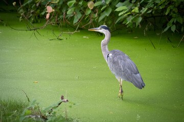 Heron walking in the water