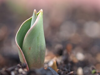 チューリップの芽
