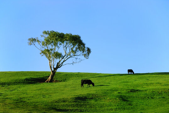 Cattle grazing in a pasture near Ballan, Victoria in Australia.