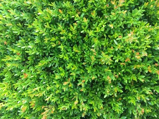 Green cherry leaves texture background tree