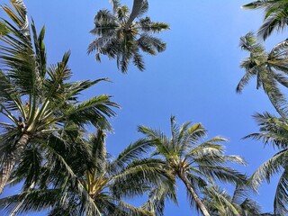 Naklejka na ściany i meble Low Angle View Of Palm Trees Against Clear Blue Sky